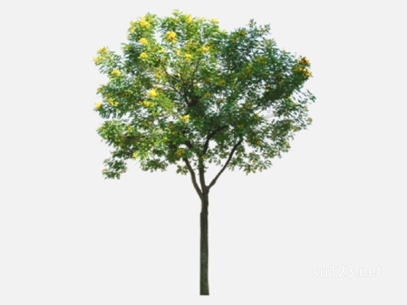 su123_2D乔木树 (39)SU模型草图大师sketchup模型