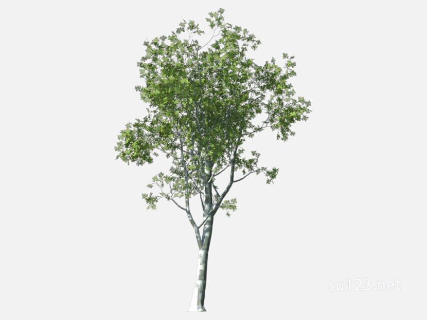 su123_2D树 (33)SU模型