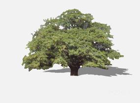 su123_2D乔木树 (38)SU模型