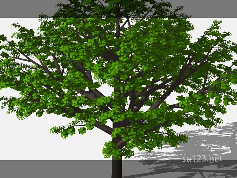 su123_2D乔木树 (89)SU模型草图大师sketchup模型