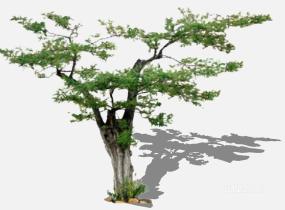 su123_2D乔木树 (94)SU模型