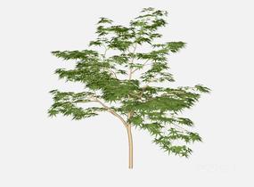 su123_2D乔木树 (58)SU模型