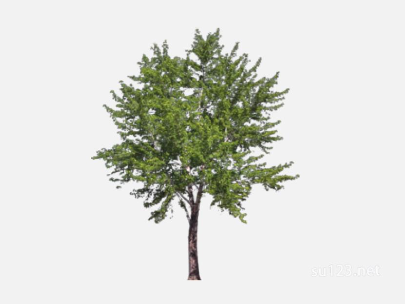 su123_2D树 (10)SU模型