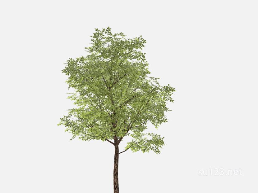 su123_2D树 (54)SU模型