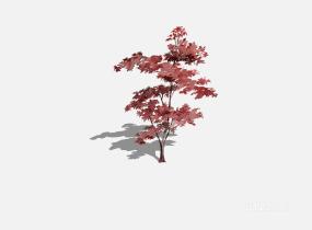 花乔红树 (10)SU模型