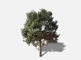 su123_2D乔木树 (27)SU模型