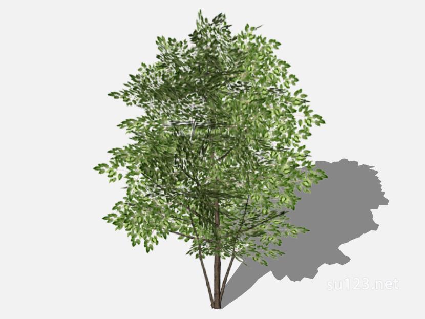 su123_2D树 (38)SU模型草图大师sketchup模型
