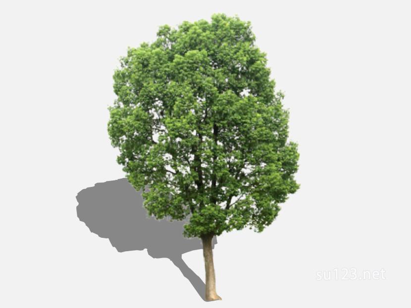 su123_2D树 (34)SU模型