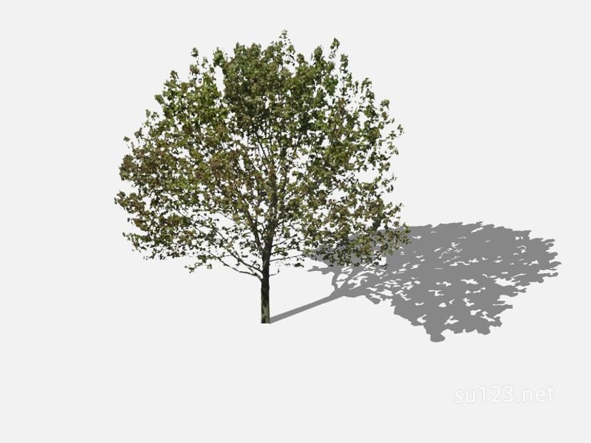 su123_2D乔木树 (97)SU模型