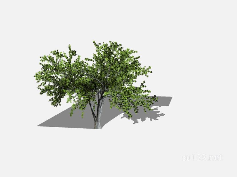 su123_2D乔木树 (100)SU模型草图大师sketchup模型