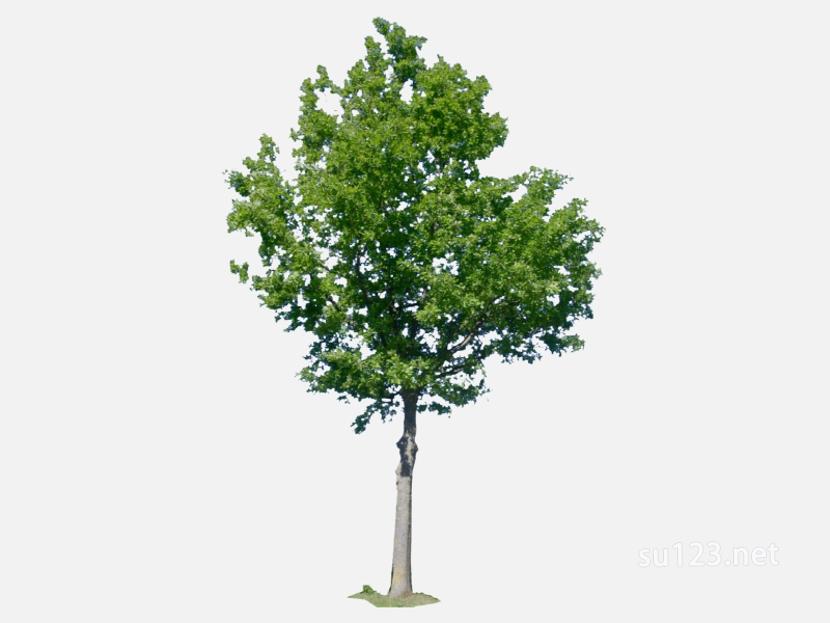 su123_2D乔木树 (108)SU模型