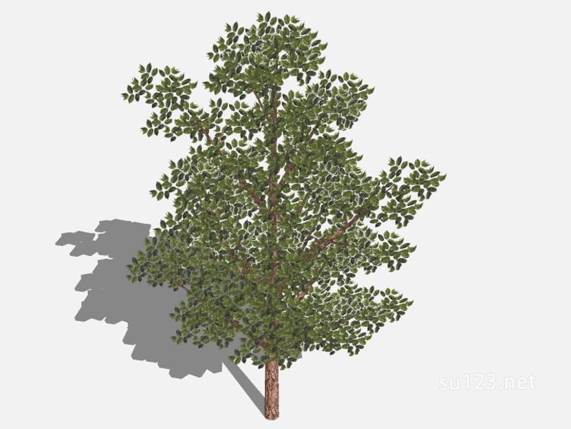 su123_2D乔木树 (1)SU模型