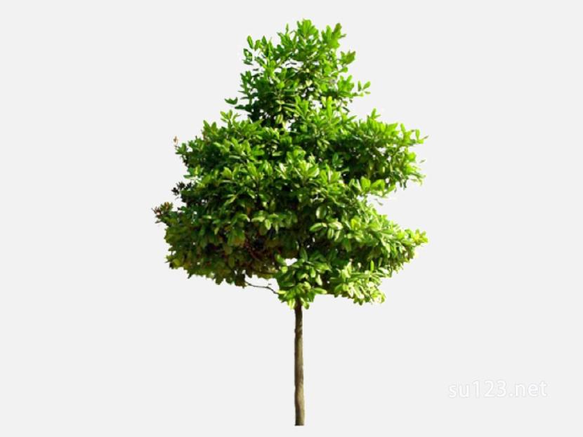 su123_2D乔木树 (44)SU模型