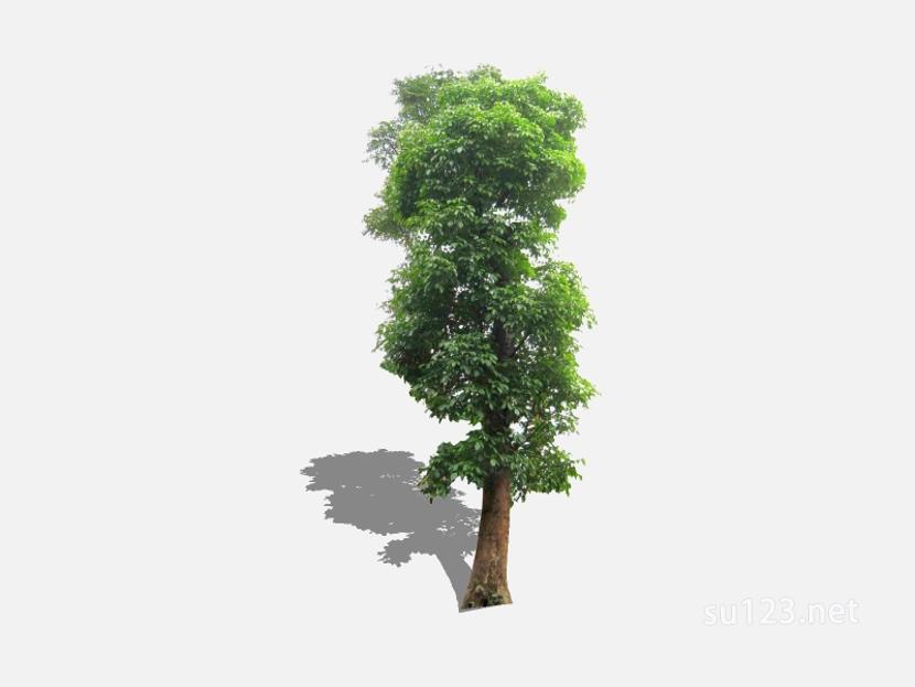 su123_2D乔木树 (63)SU模型草图大师sketchup模型