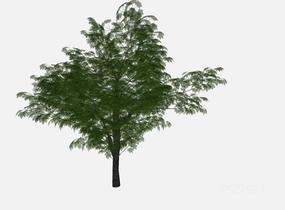su123_2D乔木树 (61)SU模型
