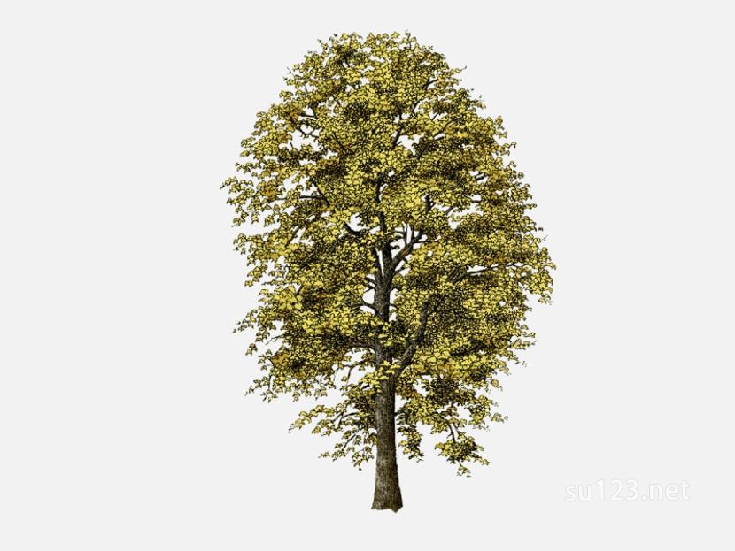 su123_2D乔木树 (95)SU模型草图大师sketchup模型