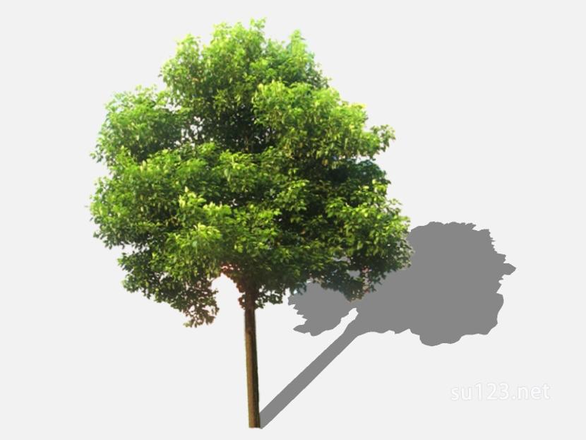 su123_2D乔木树 (13)SU模型