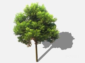 su123_2D乔木树 (13)SU模型