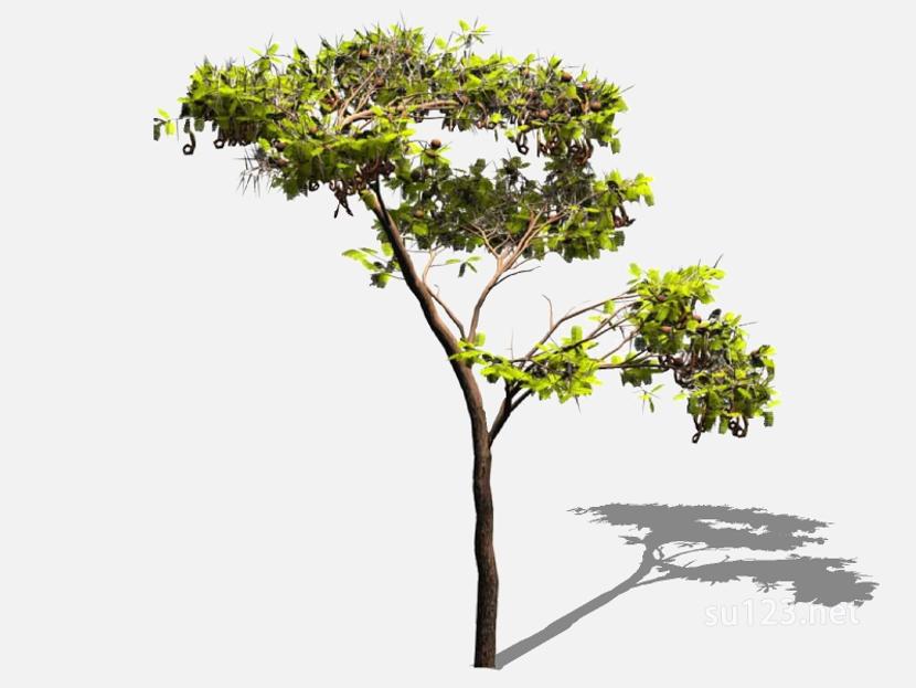 su123_2D乔木树 (37)SU模型
