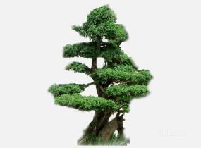su123_2D乔木树 (4)SU模型