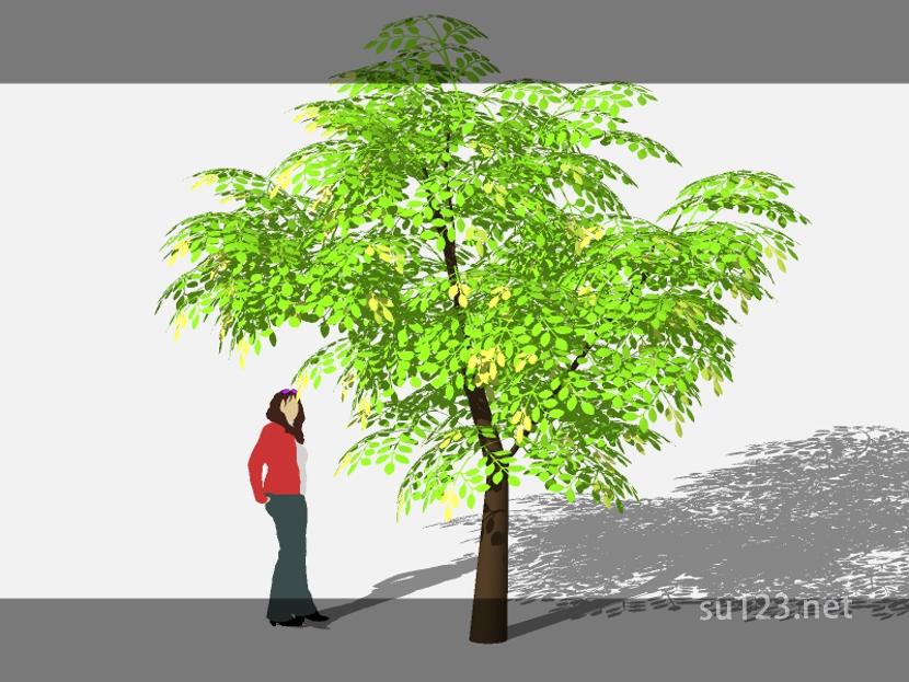 su123_2D乔木树 (70)SU模型