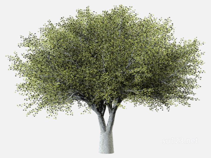 su123_2D树 (26)SU模型