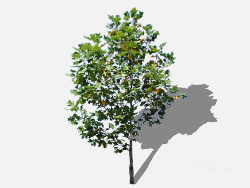 su123_2D乔木树 (30)SU模型草图大师sketchup模型