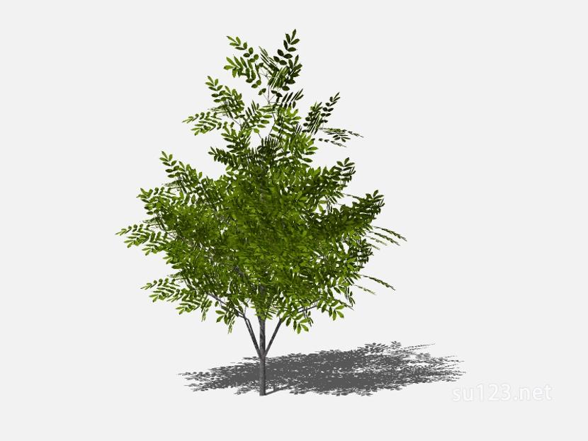 su123_2D乔木树 (3)SU模型