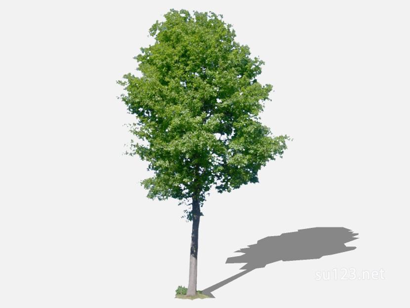 su123_2D乔木树 (101)SU模型