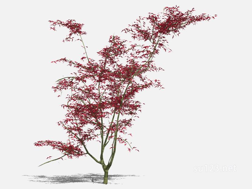 花乔红树 (1)SU模型