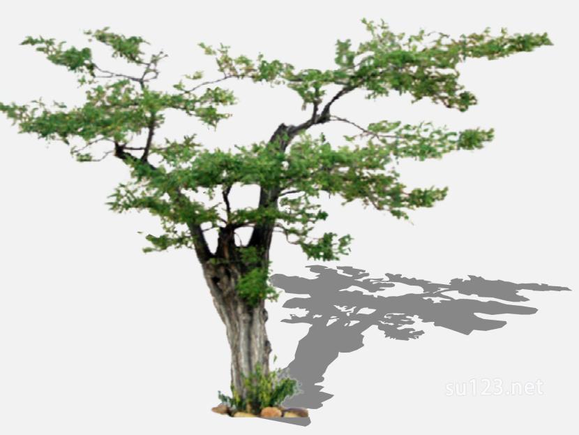 su123_2D树 (17)SU模型
