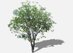 su123_2D乔木树 (41)SU模型