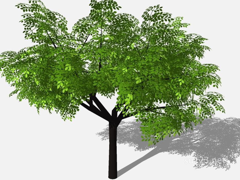 su123_2D乔木树 (67)SU模型