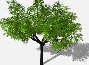 su123_2D乔木树 (67)SU模型