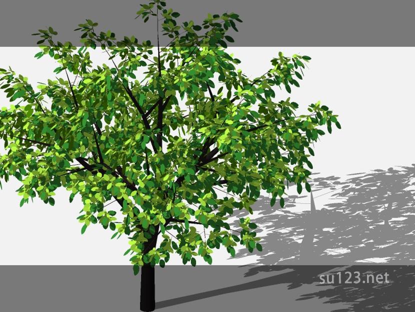 su123_2D乔木树 (85)SU模型草图大师sketchup模型