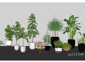 盆栽植物SU模型