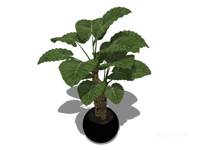 植物盆栽50SU模型