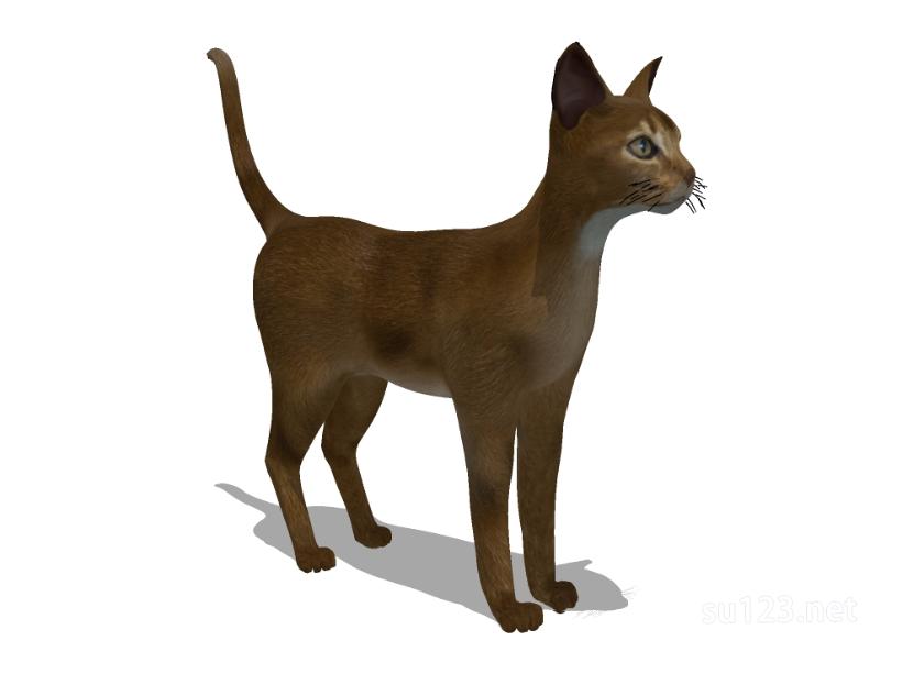 动物_猫 4SU模型