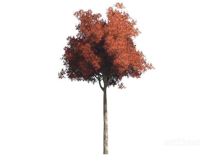 户外植物树2D3SU模型草图大师sketchup模型