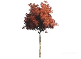 户外植物树2D3SU模型