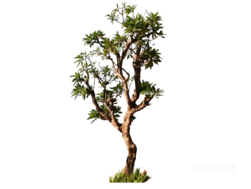 户外植物树2D17SU模型