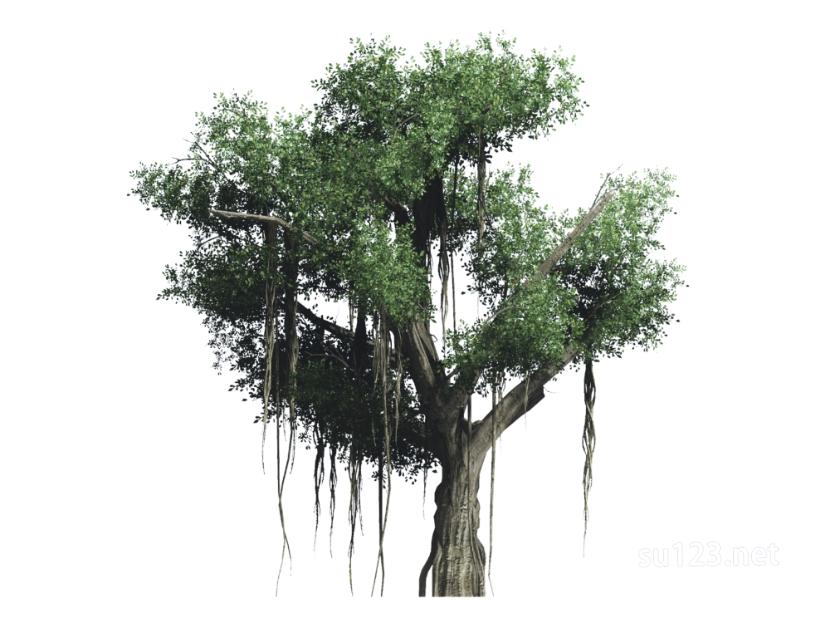 户外植物树2D15SU模型草图大师sketchup模型