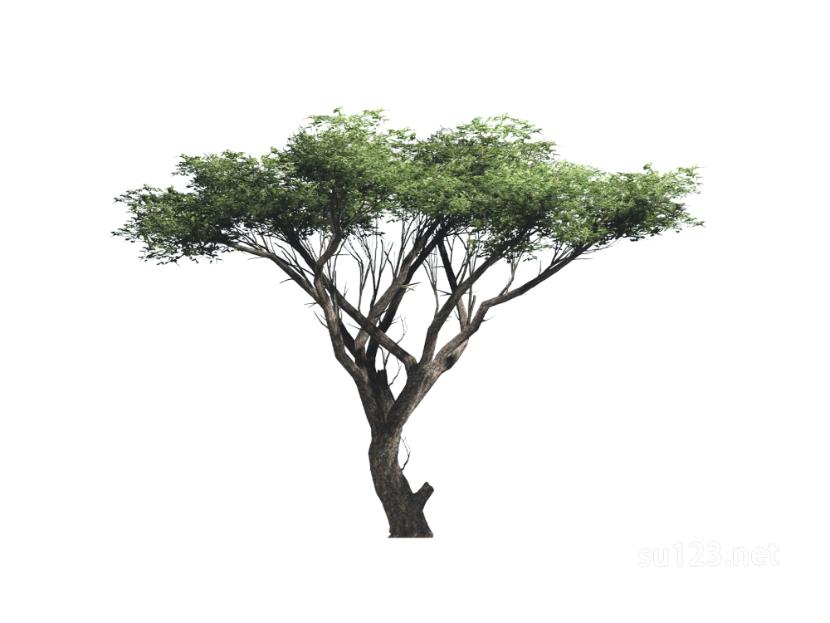 户外植物树2D1SU模型