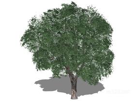 户外植物树9SU模型