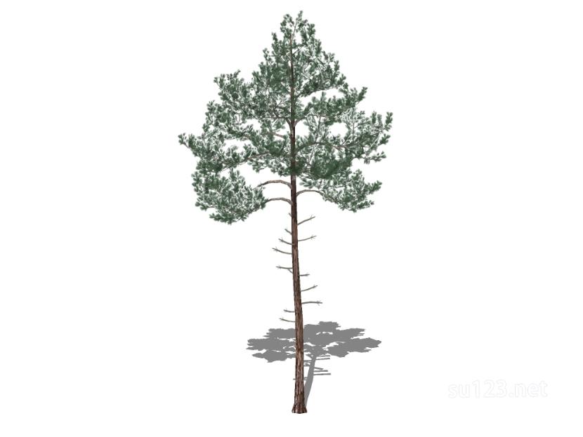 户外植物树31SU模型草图大师sketchup模型