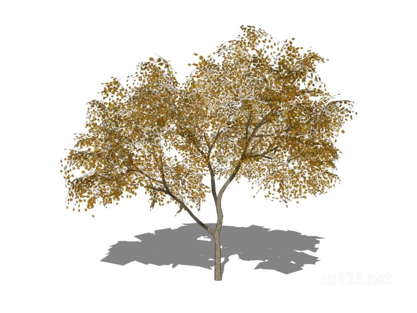 户外植物树41SU模型
