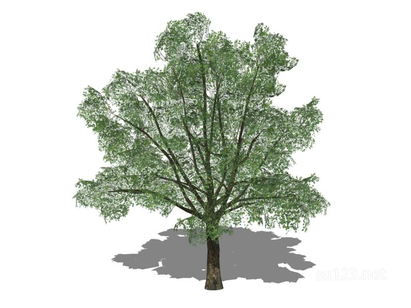 户外植物树23SU模型草图大师sketchup模型
