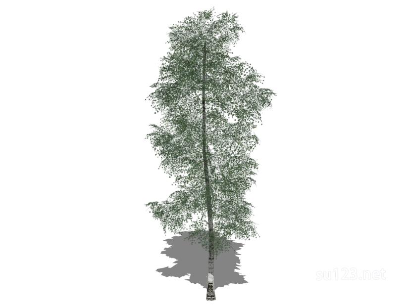 户外植物树10SU模型