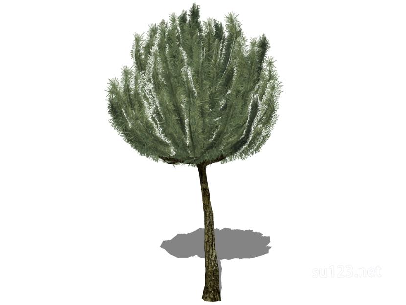 户外植物树51SU模型