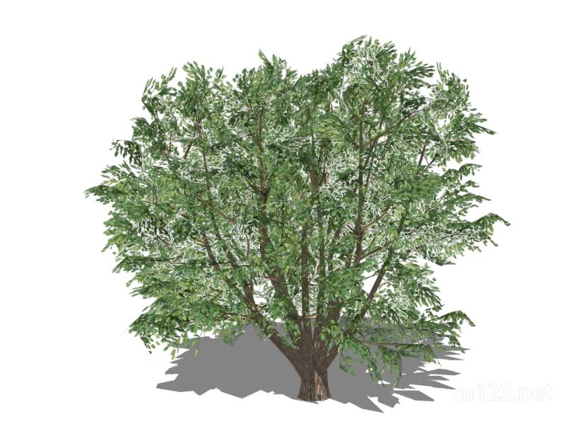 户外植物树29SU模型